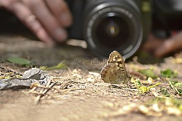 fotographer,蝴蝶,鏡頭