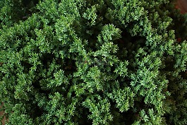 植物區(qū)系,葉,自然