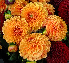 大麗花,鮮花,水華