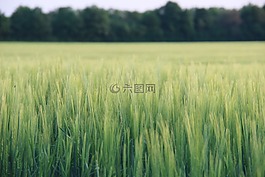性質(zhì),字段,農(nóng)業(yè)