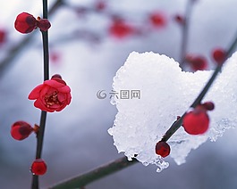 冬季,雪,hambaknun