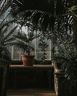 花園,裝修,葉子