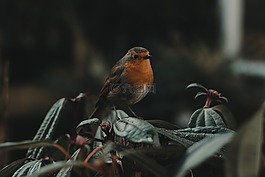 鳥,鳥嘴,羽毛