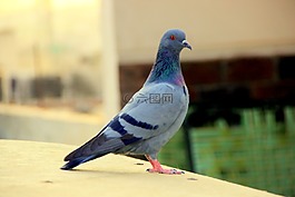 鴿子,鳥(niǎo),動(dòng)物