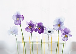 看花,内政部,hwasaham
