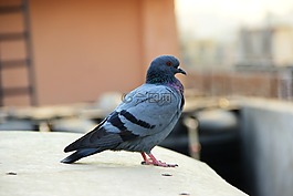 鴿子,鳥,動物