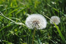 灰塵花,雛菊,草