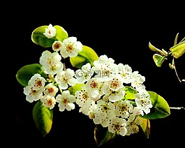 春天,鮮花,美