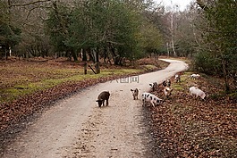 豬,動物,污垢