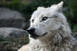 狼,捕食者,看看