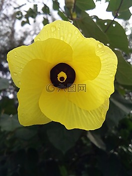 花,黃,菩提海