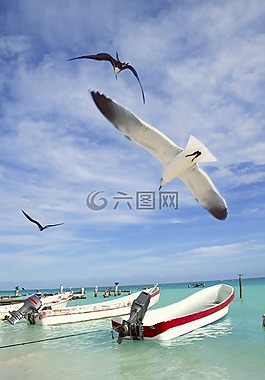 海鷗,海,天空