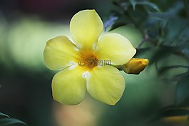 花,黃色,自然