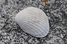 貝殼,石,海灘