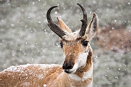 叉角羚,肖像,雪