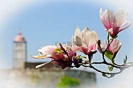 玉蘭,開花,春天