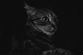 貓,動物,小貓