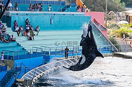 orka,兇手,展示