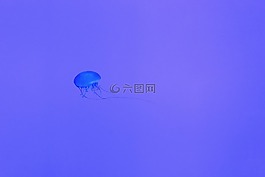 海蜇,水下,深