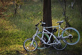 自行車(chē),草,木材