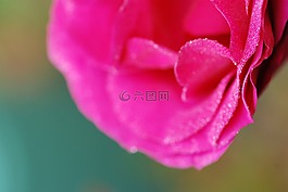 粉色,露水,鮮花