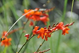 montbretia,花,橙