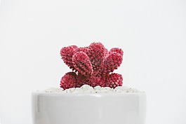 植物,花園,花