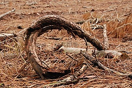 性質(zhì),分支機(jī)構(gòu),植物雕塑