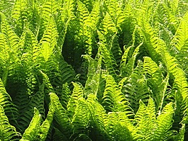 蕨類,植物,性質(zhì)