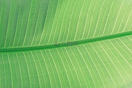 葉子,綠色,植物