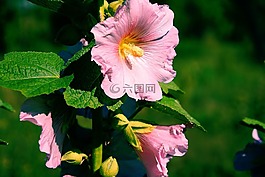 花,錦葵,粉紅色