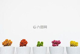 植物,花園,花