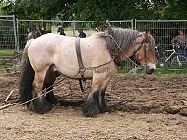 plowhorse,馬,工作