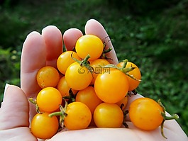 蕃茄,花園,蔬菜