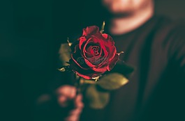 花,紅色,花瓣