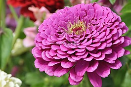嬌琴紗,粉紅色,花