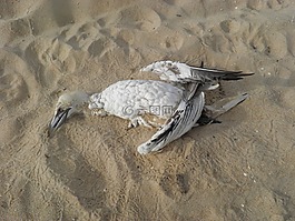 鸟,死鸟,海滩