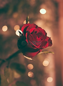 花,紅色,花瓣