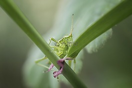 昆蟲,蝗蟲,綠色