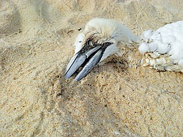 死亡,死鳥,海灘
