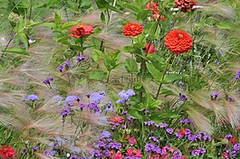 床,鮮花,別墅花園