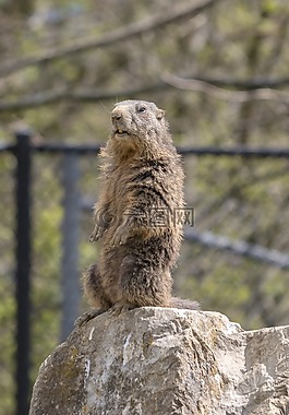 旱獺,動物園,立場