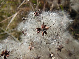 自然,植物,pappus