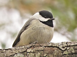 鳥,野生動物,自然