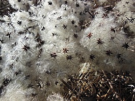 自然,植物,pappus
