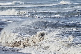 動物,海,海灘