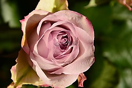 粉色,花,性質(zhì)