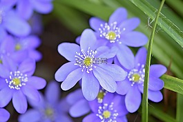 赫帕卡,花,鮮花