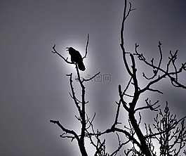烏鴉,黑鳥,鳥