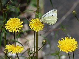 blanqueta白菜,蝴蝶,鲜花